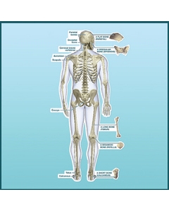 BodyPartChart Anatomical Images