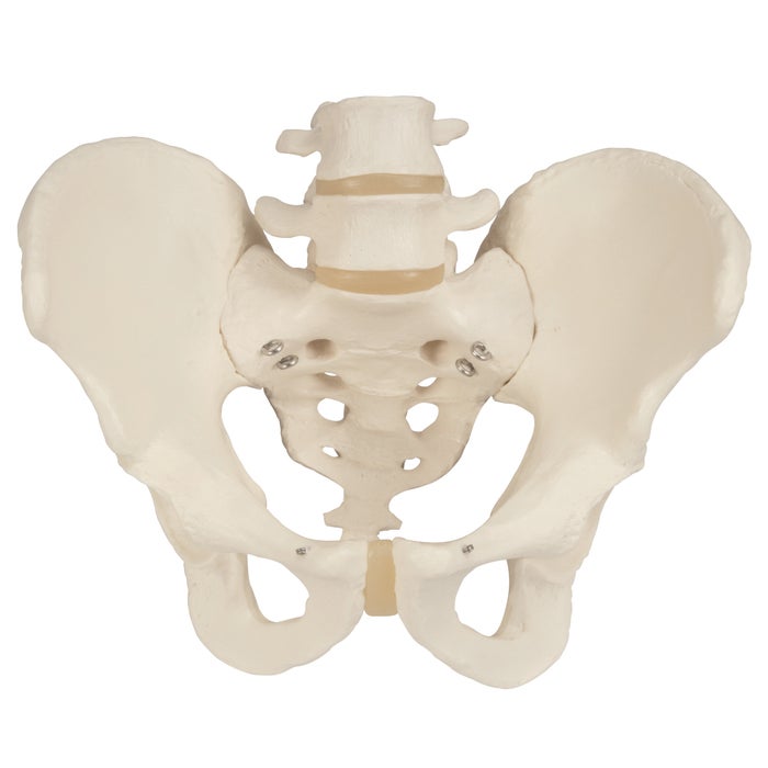 Male Pelvic Skeleton Anatomical Model