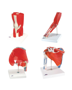 Anatomical Joint Models