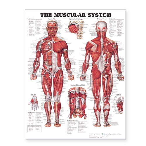 Muscular System Giant Chart – Detailed Human Anatomy Wall Chart