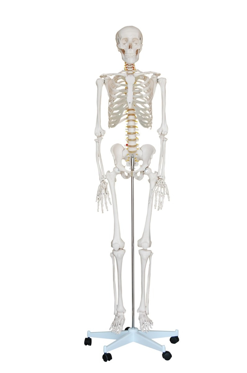 Standard Skeleton – Pelvic Mounted | Performance Health