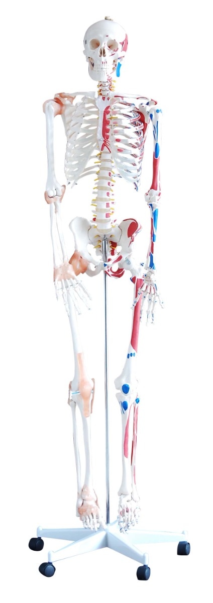 Deluxe Skeleton - Pelvic Mounted | Life-Size Human Skeleton