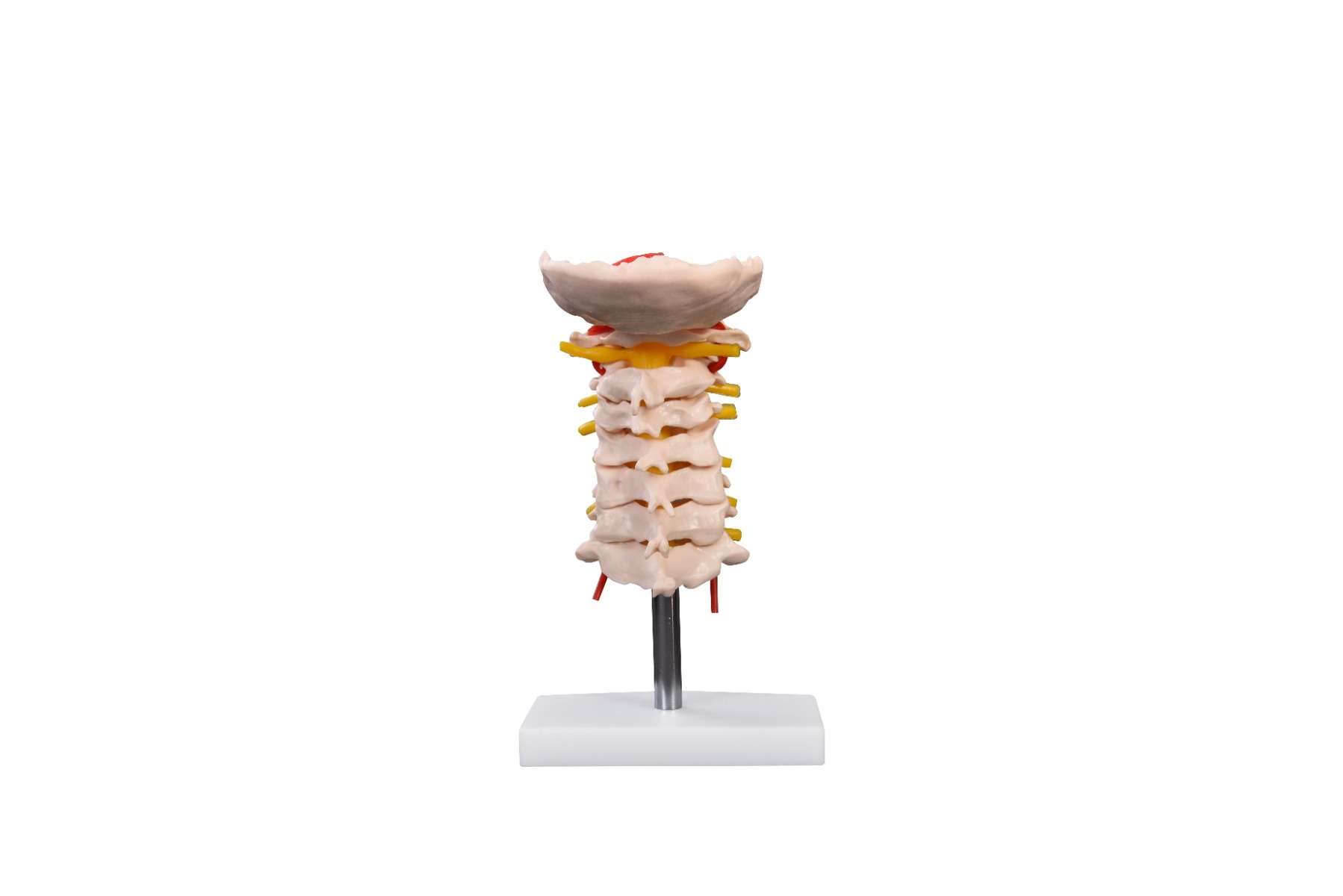 Flexible Cervical Vertebral Column