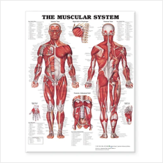 Muscular System Giant Chart